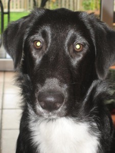 Hertha, unser Schulhund